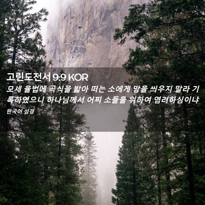 Picture 02 - 고린도전서 9:9 KOR - 모세 율법에 곡식을 밟아 떠는 - Bible Verse Picture