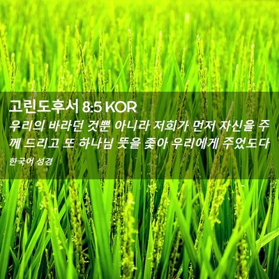 Picture 02 - 고린도후서 8:5 KOR - 우리의 바라던 것뿐 아니라 저희가 - Bible Verse Picture