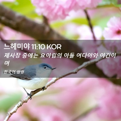 Picture 02 - 느헤미야 11:10 KOR - 제사장 중에는 요야립의 아들 - Bible Verse Picture