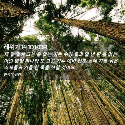 Picture 02 - 레위기 14:10 KOR - 제 팔 일에 그는 흠 없는 어린 수양 - Bible Verse Picture