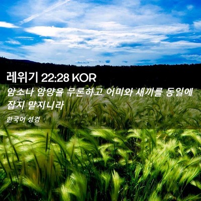 Picture 02 - 레위기 22:28 KOR - 암소나 암양을 무론하고 어미와 - Bible Verse Picture