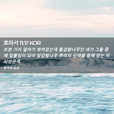Picture 02 - 로마서 11:17 KOR - 또한 가지 얼마가 꺾여졌는데 - Bible Verse Picture