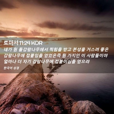 Picture 02 - 로마서 11:24 KOR - 네가 원 돌감람나무에서 찍힘을 받고 - Bible Verse Picture