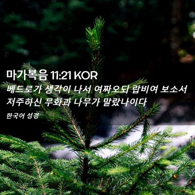 Picture 02 - 마가복음 11:21 KOR - 베드로가 생각이 나서 여짜오되 - Bible Verse Picture
