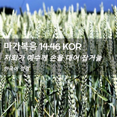 Picture 02 - 마가복음 14:46 KOR - 저희가 예수께 손을 대어 - Bible Verse Picture