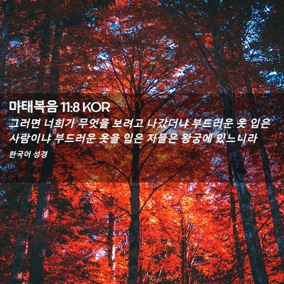 Picture 02 - 마태복음 11:8 KOR - 그러면 너희가 무엇을 보려고 - Bible Verse Picture