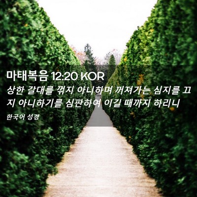 Picture 02 - 마태복음 12:20 KOR - 상한 갈대를 꺾지 아니하며 꺼져가는 - Bible Verse Picture
