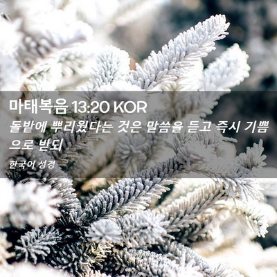 Picture 02 - 마태복음 13:20 KOR - 돌밭에 뿌리웠다는 것은 말씀을 듣고 - Bible Verse Picture
