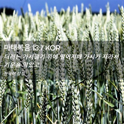 Picture 02 - 마태복음 13:7 KOR - 더러는 가시떨기 위에 떨어지매 - Bible Verse Picture