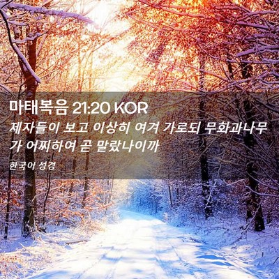 Picture 02 - 마태복음 21:20 KOR - 제자들이 보고 이상히 여겨 가로되 - Bible Verse Picture