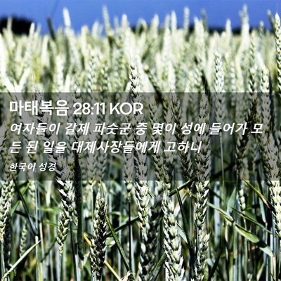 Picture 02 - 마태복음 28:11 KOR - 여자들이 갈제 파숫군 중 몇이 성에 - Bible Verse Picture