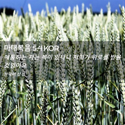 Picture 02 - 마태복음 5:4 KOR - 애통하는 자는 복이 있나니 저희가 - Bible Verse Picture
