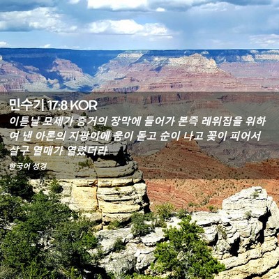 Picture 02 - 민수기 17:8 KOR - 이튿날 모세가 증거의 장막에 들어가 - Bible Verse Picture