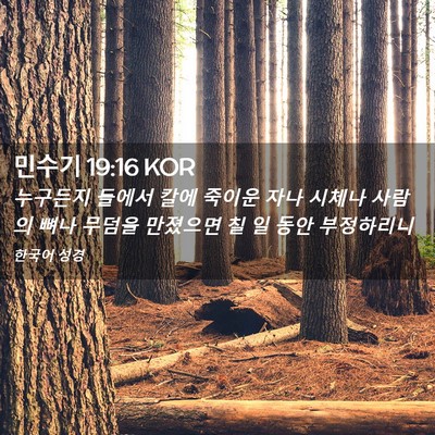 Picture 02 - 민수기 19:16 KOR - 누구든지 들에서 칼에 죽이운 자나 - Bible Verse Picture