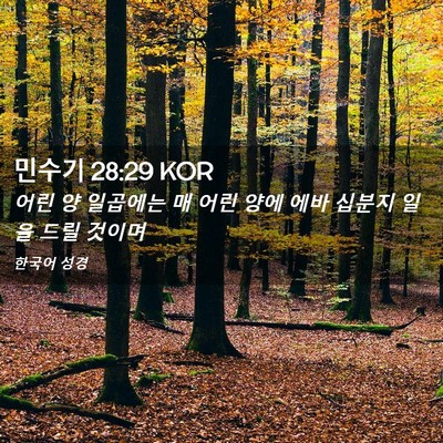 Picture 02 - 민수기 28:29 KOR - 어린 양 일곱에는 매 어린 양에 에바 - Bible Verse Picture