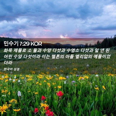 Picture 02 - 민수기 7:29 KOR - 화목 제물로 소 둘과 수양 다섯과 - Bible Verse Picture