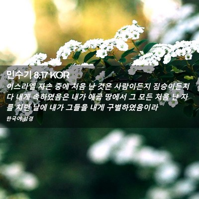 Picture 02 - 민수기 8:17 KOR - 이스라엘 자손 중에 처음 난 것은 - Bible Verse Picture