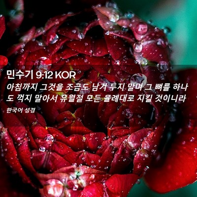 Picture 02 - 민수기 9:12 KOR - 아침까지 그것을 조금도 남겨 두지 - Bible Verse Picture