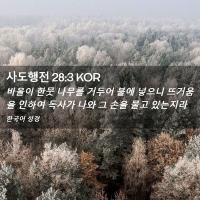 Picture 02 - 사도행전 28:3 KOR - 바울이 한뭇 나무를 거두어 불에 - Bible Verse Picture