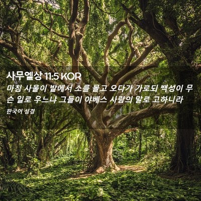 Picture 02 - 사무엘상 11:5 KOR - 마침 사울이 밭에서 소를 몰고 - Bible Verse Picture