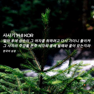 Picture 02 - 사사기 14:8 KOR - 얼마 후에 삼손이 그 여자를 - Bible Verse Picture
