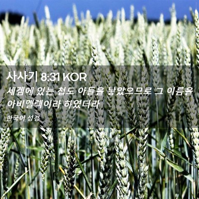 Picture 02 - 사사기 8:31 KOR - 세겜에 있는 첩도 아들을 낳았으므로 - Bible Verse Picture