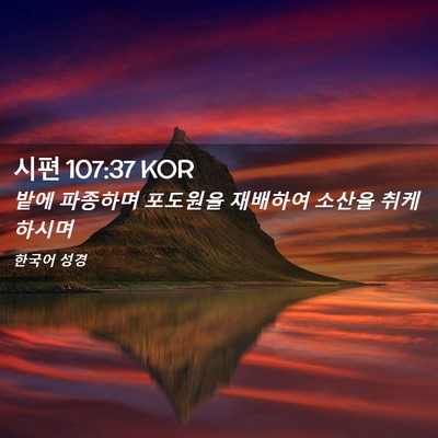 Picture 02 - 시편 107:37 KOR - 밭에 파종하며 포도원을 재배하여 - Bible Verse Picture