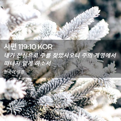 Picture 02 - 시편 119:10 KOR - 내가 전심으로 주를 찾았사오니 주의 - Bible Verse Picture