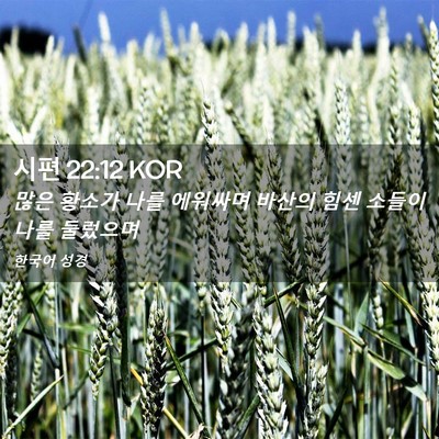 Picture 02 - 시편 22:12 KOR - 많은 황소가 나를 에워싸며 바산의 - Bible Verse Picture