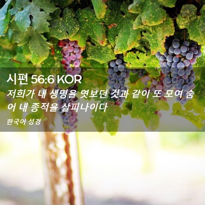 Picture 02 - 시편 56:6 KOR - 저희가 내 생명을 엿보던 것과 같이 - Bible Verse Picture