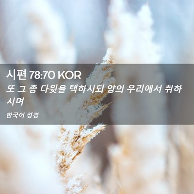 Picture 02 - 시편 78:70 KOR - 또 그 종 다윗을 택하시되 양의 - Bible Verse Picture