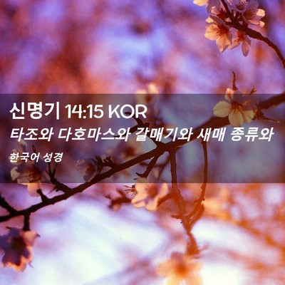 Picture 02 - 신명기 14:15 KOR - 타조와 다호마스와 갈매기와 새매 - Bible Verse Picture