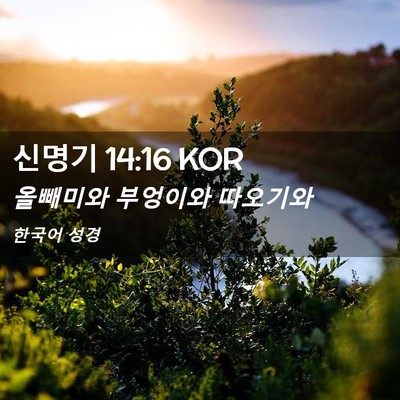 Picture 02 - 신명기 14:16 KOR - 올빼미와 부엉이와 - Bible Verse Picture