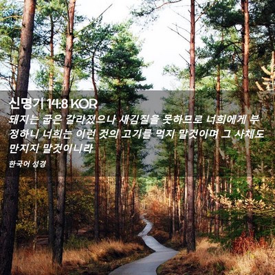 Picture 02 - 신명기 14:8 KOR - 돼지는 굽은 갈라졌으나 새김질을 - Bible Verse Picture