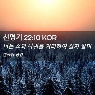 Picture 02 - 신명기 22:10 KOR - 너는 소와 나귀를 겨리하여 갈지 - Bible Verse Picture