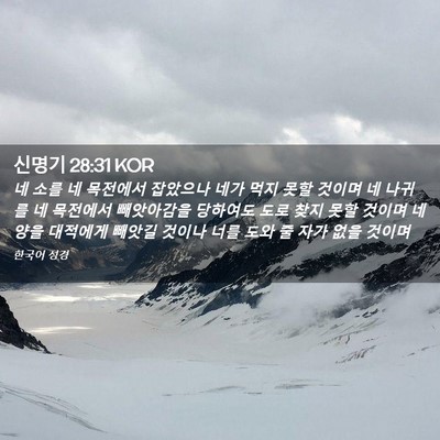 Picture 02 - 신명기 28:31 KOR - 네 소를 네 목전에서 잡았으나 네가 - Bible Verse Picture