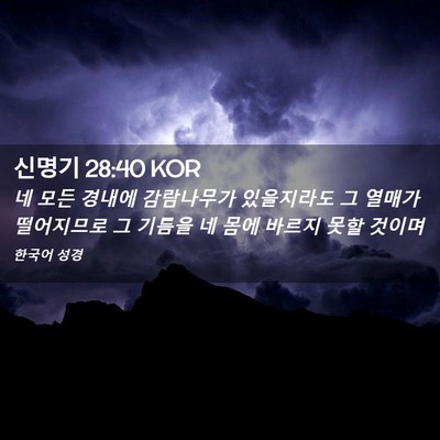 Picture 02 - 신명기 28:40 KOR - 네 모든 경내에 감람나무가 - Bible Verse Picture
