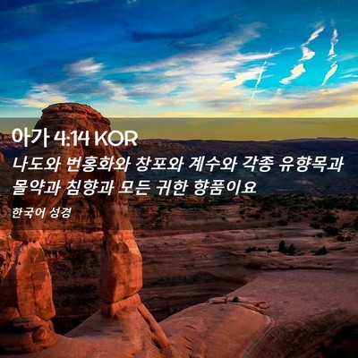 Picture 02 - 아가 4:14 KOR - 나도와 번홍화와 창포와 계수와 각종 - Bible Verse Picture
