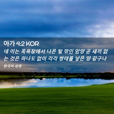Picture 02 - 아가 4:2 KOR - 네 이는 목욕장에서 나온 털 깎인 - Bible Verse Picture