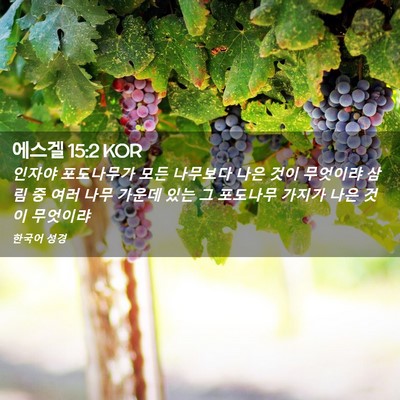 Picture 02 - 에스겔 15:2 KOR - 인자야 포도나무가 모든 나무보다 - Bible Verse Picture