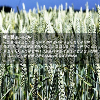 Picture 02 - 에스겔 31:14 KOR - 이는 물 가에 있는 모든 나무로 키가 - Bible Verse Picture