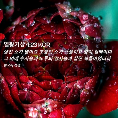 Picture 02 - 열왕기상 4:23 KOR - 살진 소가 열이요 초장의 소가 - Bible Verse Picture