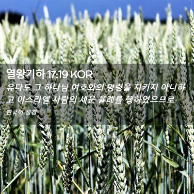 Picture 02 - 열왕기하 17:19 KOR - 유다도 그 하나님 여호와의 명령을 - Bible Verse Picture