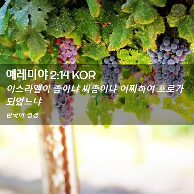 Picture 02 - 예레미야 2:14 KOR - 이스라엘이 종이냐 씨종이냐 - Bible Verse Picture