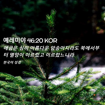 Picture 02 - 예레미야 46:20 KOR - 애굽은 심히 아름다운 암송아지라도 - Bible Verse Picture