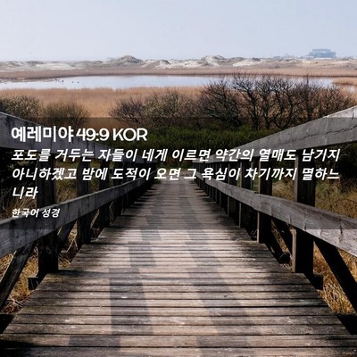Picture 02 - 예레미야 49:9 KOR - 포도를 거두는 자들이 네게 이르면 - Bible Verse Picture