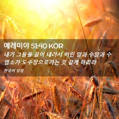 Picture 02 - 예레미야 51:40 KOR - 내가 그들을 끌어 내려서 어린 양과 - Bible Verse Picture