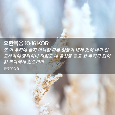 Picture 02 - 요한복음 10:16 KOR - 또 이 우리에 들지 아니한 다른 - Bible Verse Picture
