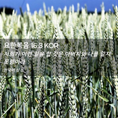 Picture 02 - 요한복음 16:3 KOR - 저희가 이런 일을 할 것은 아버지와 - Bible Verse Picture