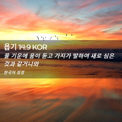 Picture 02 - 욥기 14:9 KOR - 물 기운에 움이 돋고 가지가 발하여 - Bible Verse Picture